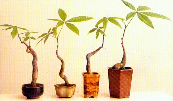 馬拉巴栗盆栽製作法